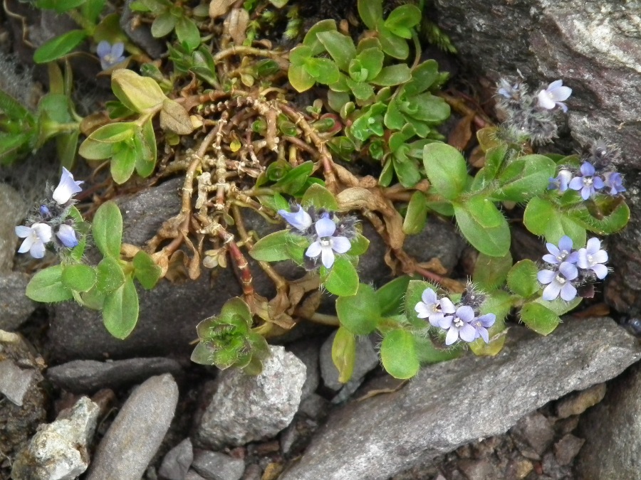 Veronica alpina / Veronica delle Alpi